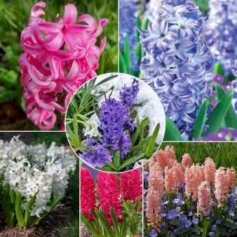 Hyacinth mix XXL