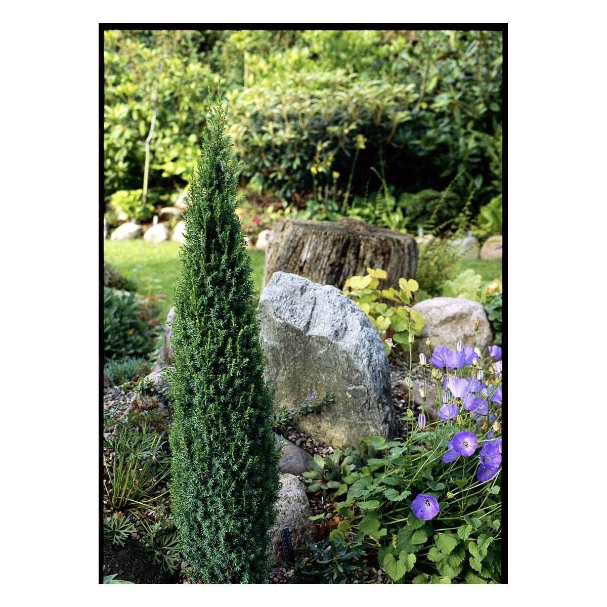 Almindelig Enebær &apos;Compressa&apos;