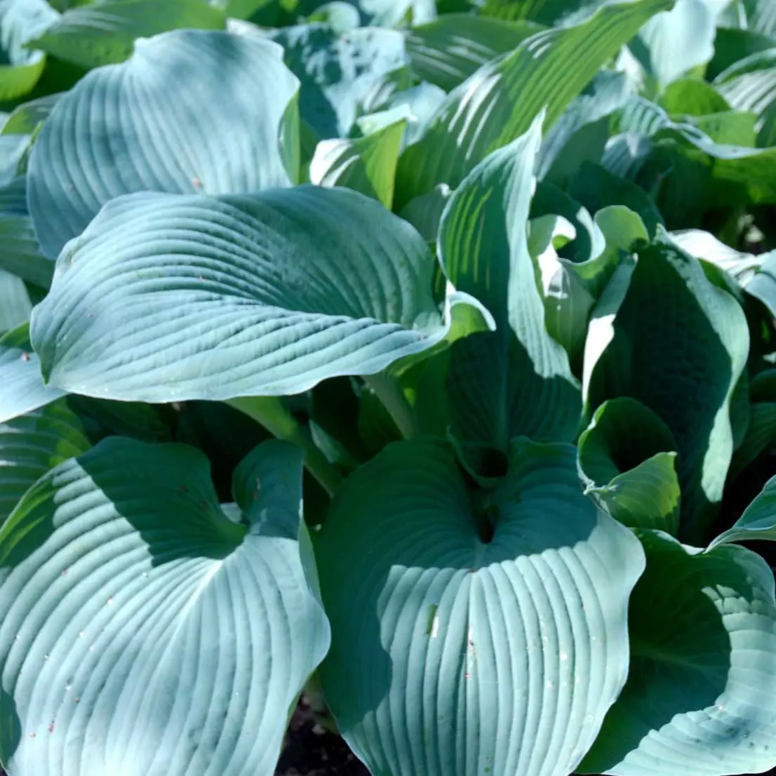 Hosta 'Blue Angel' - Potte 0,8 Liter