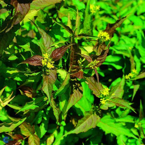 Diervilla sessilifolia Dise, Diervilla sessilifolia Dise, Blad / Nåle: Lancetformede Blad / Nåle farve: Grønne Blomster str.: Små Blomsterfarve: Gule Blomstringstid 1: Juni - Juli Bredde: 0,9 - 1,2 meter Frugter: Frøstande Gødning: Mellem Højde: 1 meter H