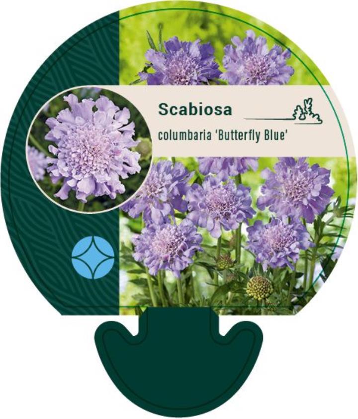 Due-Skabiosa 'Butterfly Blue' - Potte 0,8 Liter