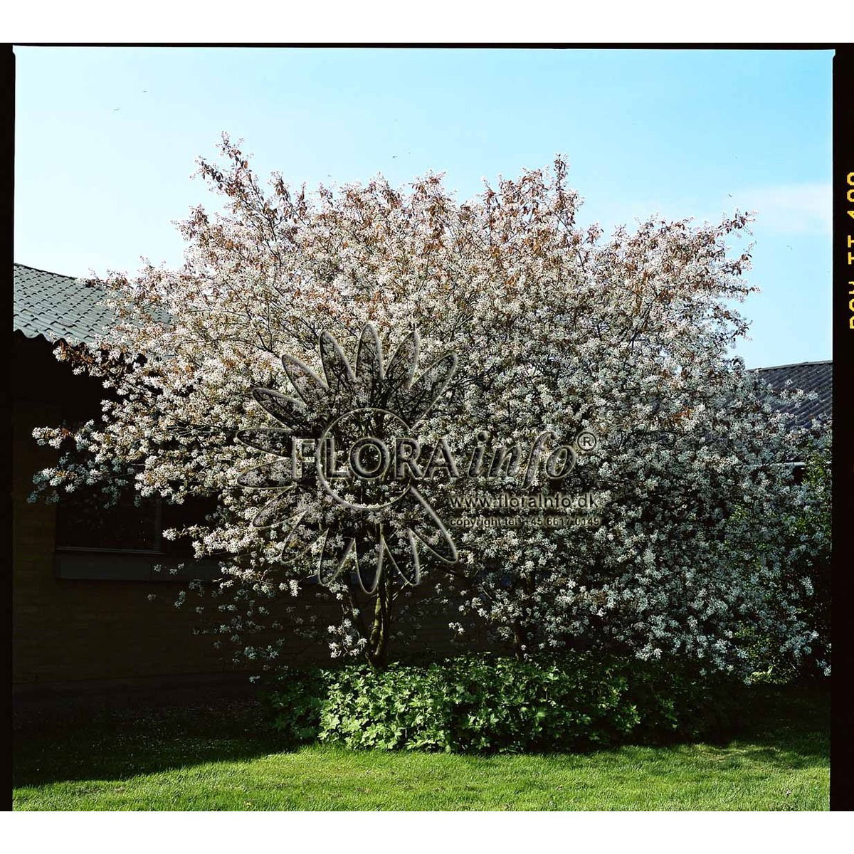 Allegheny Bærmispel