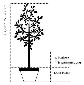 Ellebladet bærmispel