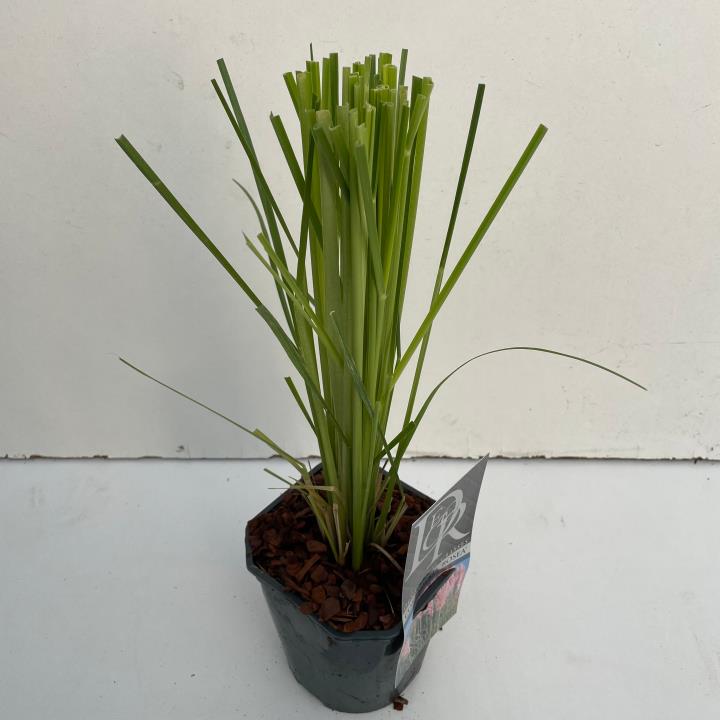 Pampasgræs 'Rosea' - Potte 2,0 liter