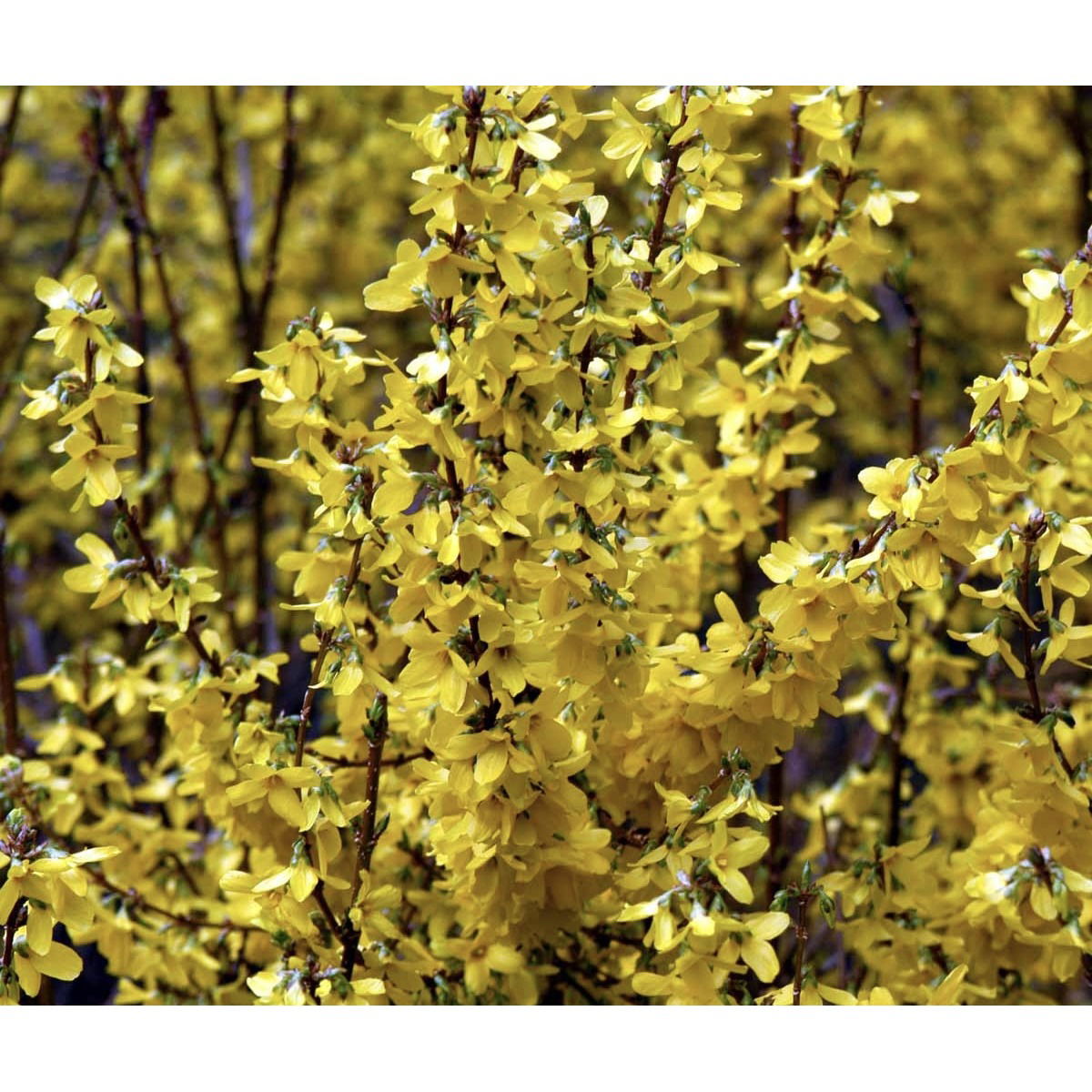 Forsythia &apos;Minigold&apos;