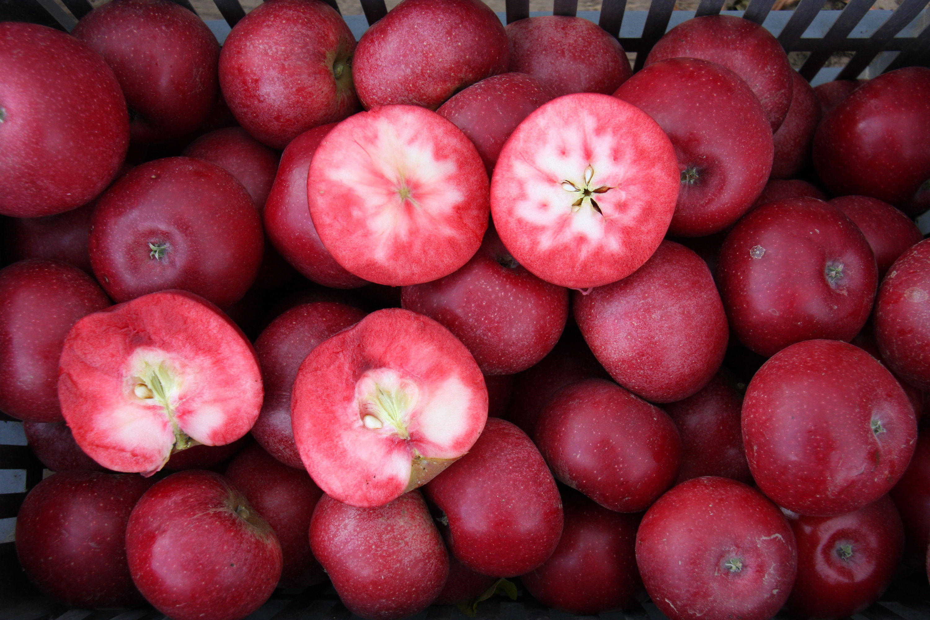 Æble &#39;Rosette&#39; - Dværgtræ, 3-5 grene, Potte 6,7 liter 80-100 cm.