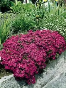 Lyngfloks 'Atropurpurea' - Potte 0,8 Liter