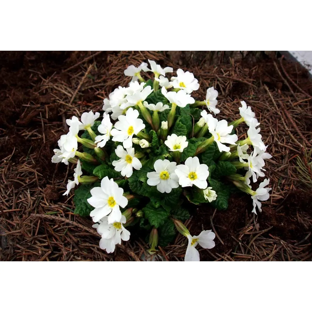Pudeprimula 'Schneekissen' - Potte 1 liter