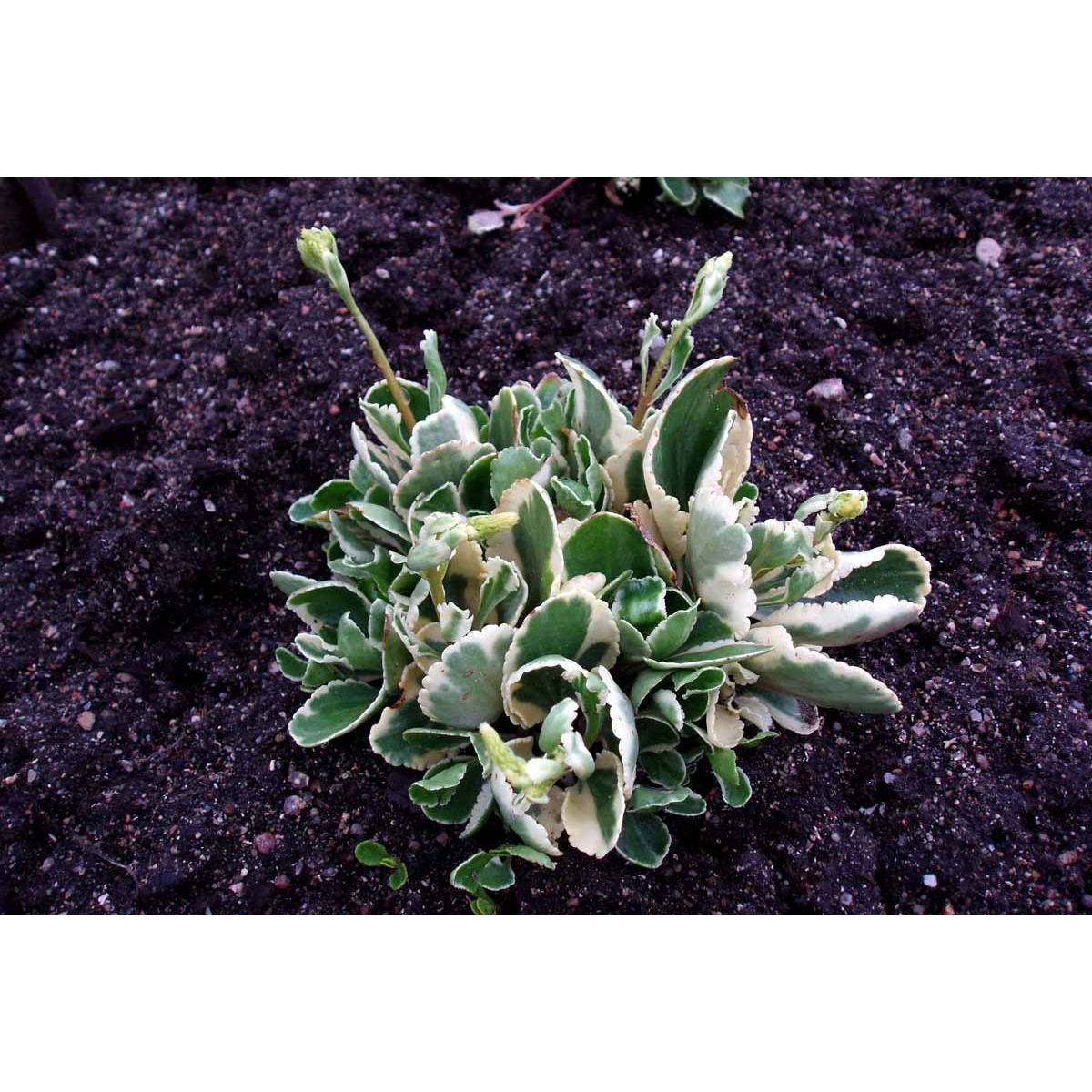 Stenhøjsguldregn &apos;Variegatum&apos;