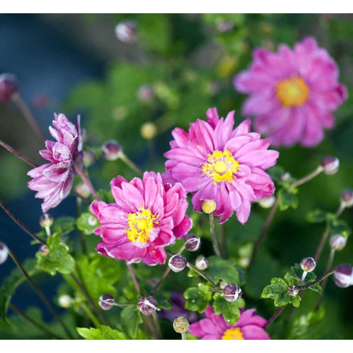 Høstanemone &apos;Pamina&apos;