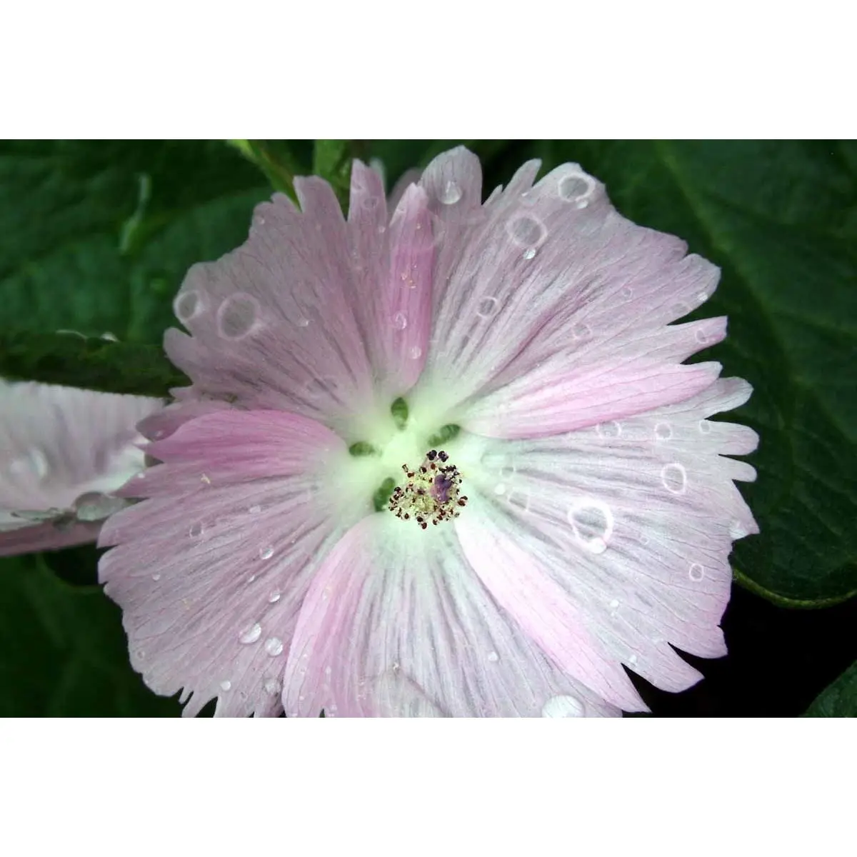 Silkekatost 'Elsie Heugh' - Potte 1 liter