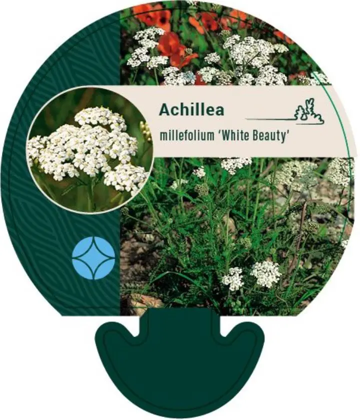 Røllike 'White Beauty' - Potte 0,8 Liter