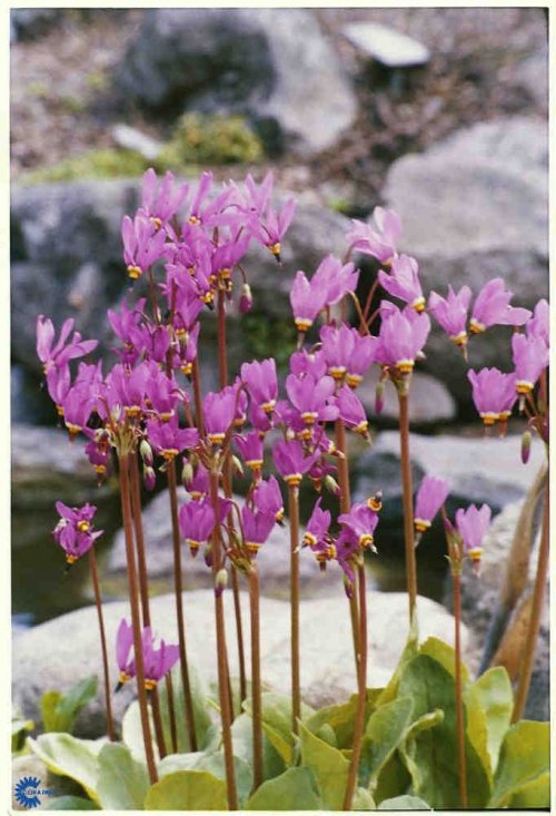 Dodecatheon pulchellum Red Wings, Gudeblomst Red Wings, Højde: 20 - 30 cm Farve: lysende røde blomster højt hævet over grønne blade Blomstringsmåned: maj - juni Lys: halvskygge Velegnet til skov- og surbundsbedet. 10/m2