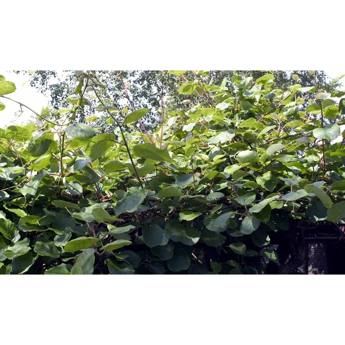 Kiwi &#39;Jenny&#39; - Opbundet, Potte 2,0 liter