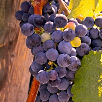 Kernefri spisedrue &#39;Crimson&#39; - Potte 3,0 liter