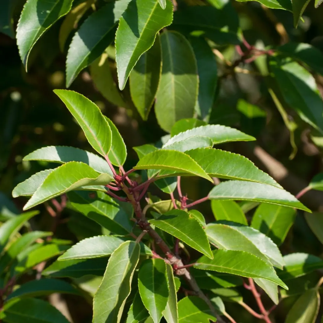 Portugisisk laurbærkirsebær