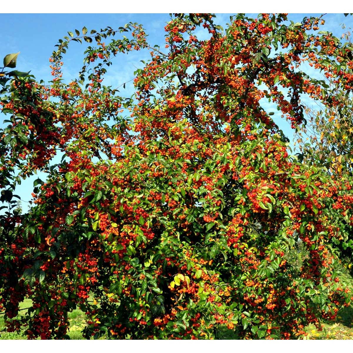 Paradisæble &apos;Professor Sprenger&apos;