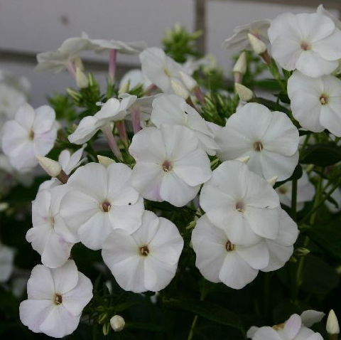 PHLOX pani. Adessa® White