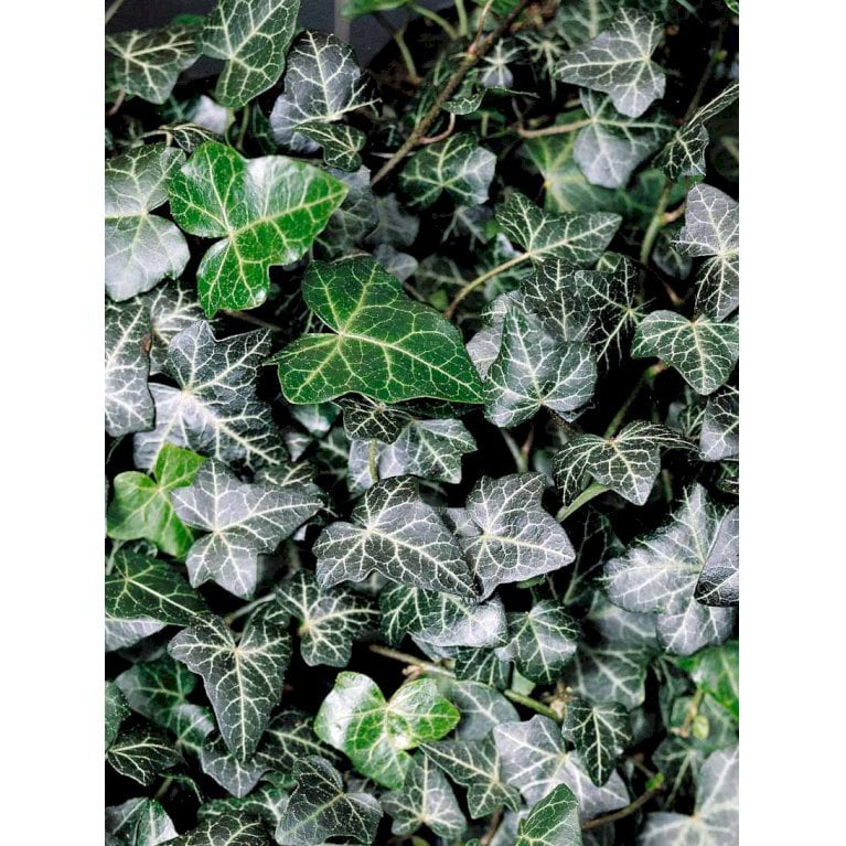 Småbladet Efeu 'Hevil'