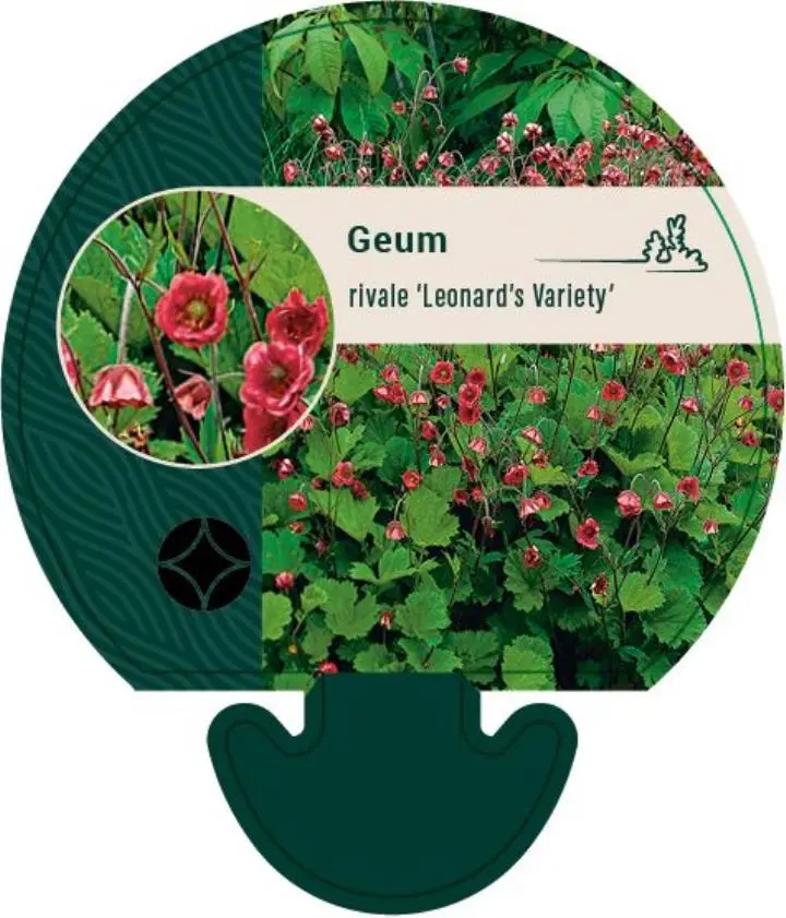 Eng-Nellikerod 'Leonard's Variety' - Potte 0,8 Liter