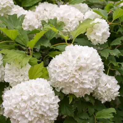 Viburnum