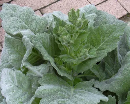 Salvia argentea, Staude-Salvie,