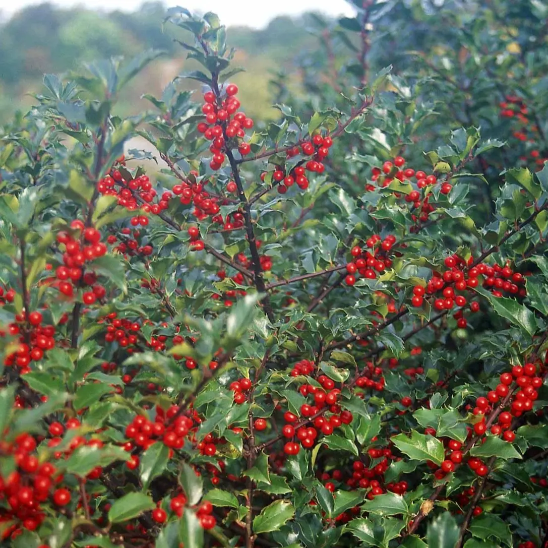 Ilex Meserveae &apos;Heckenfee&apos; (R)