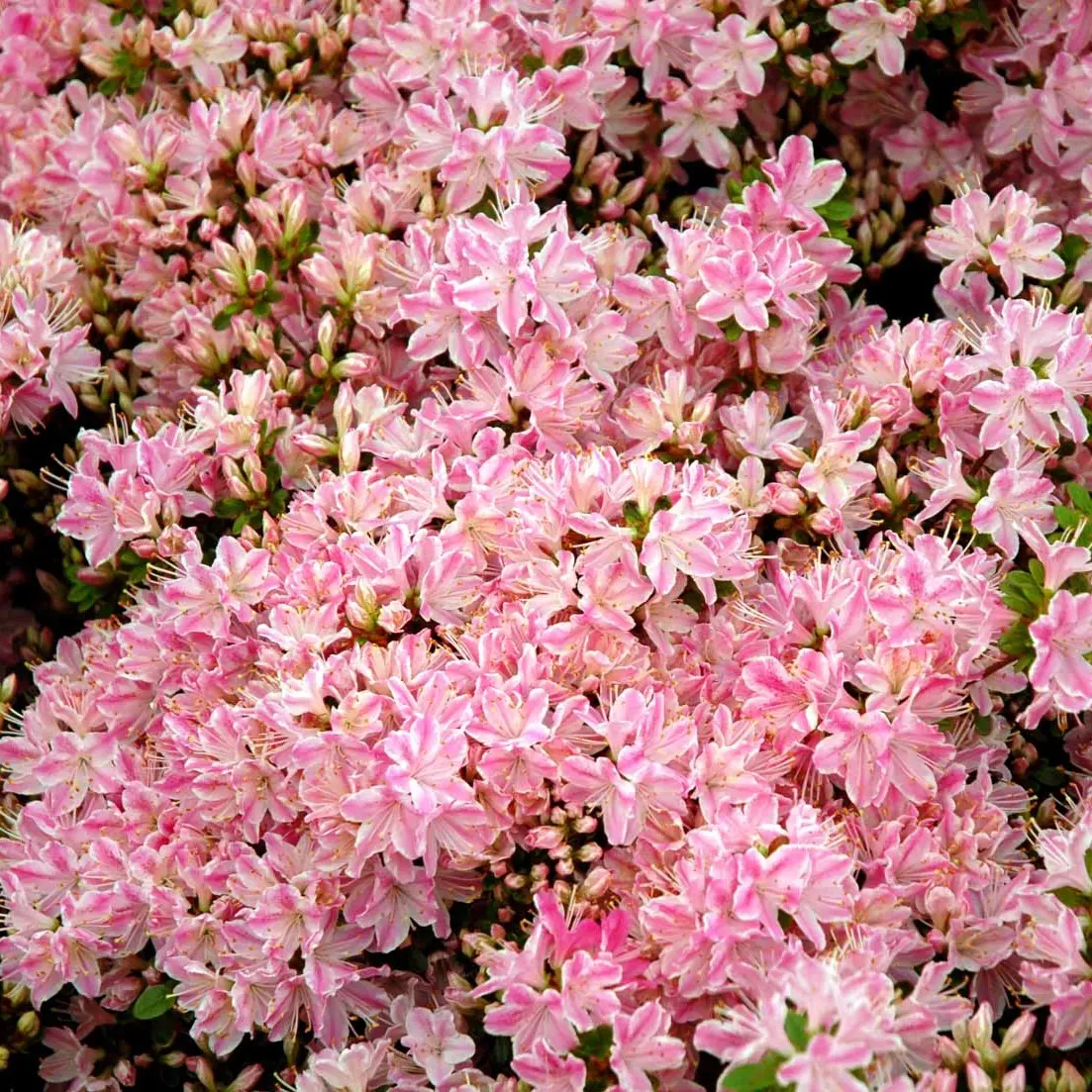 Rhododendron Kermesina Rosé