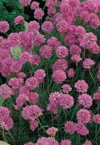 Armeria maritima Rosea Compacta, Engelsk græs Rosea Compacta, Populærnavn:&amp;#160; Engelsk Græs Placering:&amp;#160; Solkrævende - på sandet jord. Blomstring:&amp;#160; Maj-juni Farve:&amp;#160; rosa Højde:&amp;#160; 20 cm Anvendelse:&amp;#160; I hævede