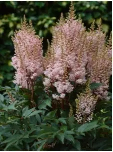 Astilbe 'Look at Me'Â® - Potte 1 liter