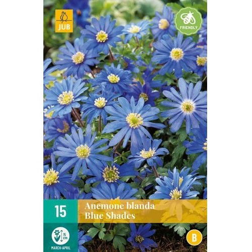 Balkan anemone Blue Shades