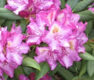 'Bohlken's Lupinenberg'