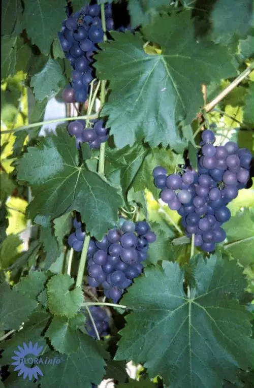 Vin  &#39;Frankenthaler&#39; - Potte 2,0 liter