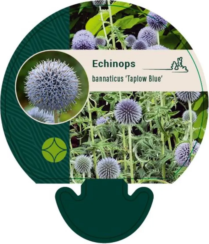 Tidselkugle 'Taplow Blue' - Potte 0,8 Liter