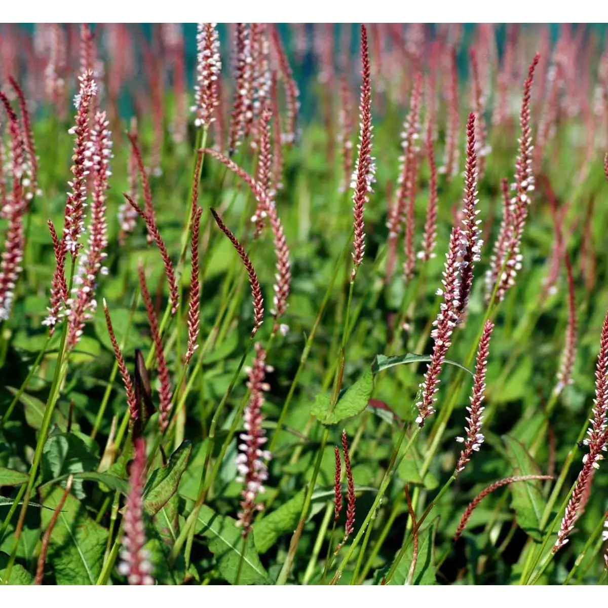 Kertepileurt 'Rosea' - Potte 2,0 liter