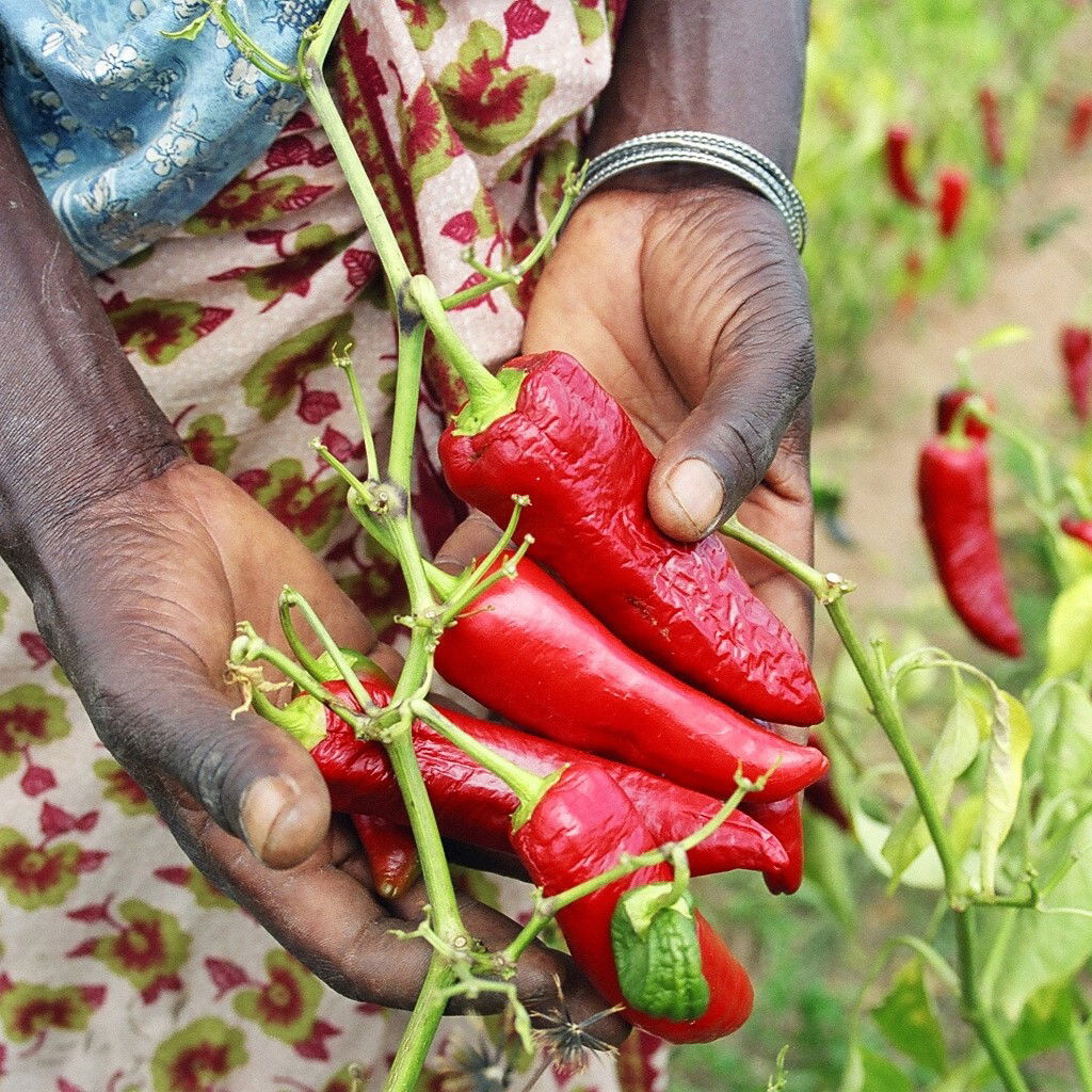 Chilipeber Piment d'Espelette