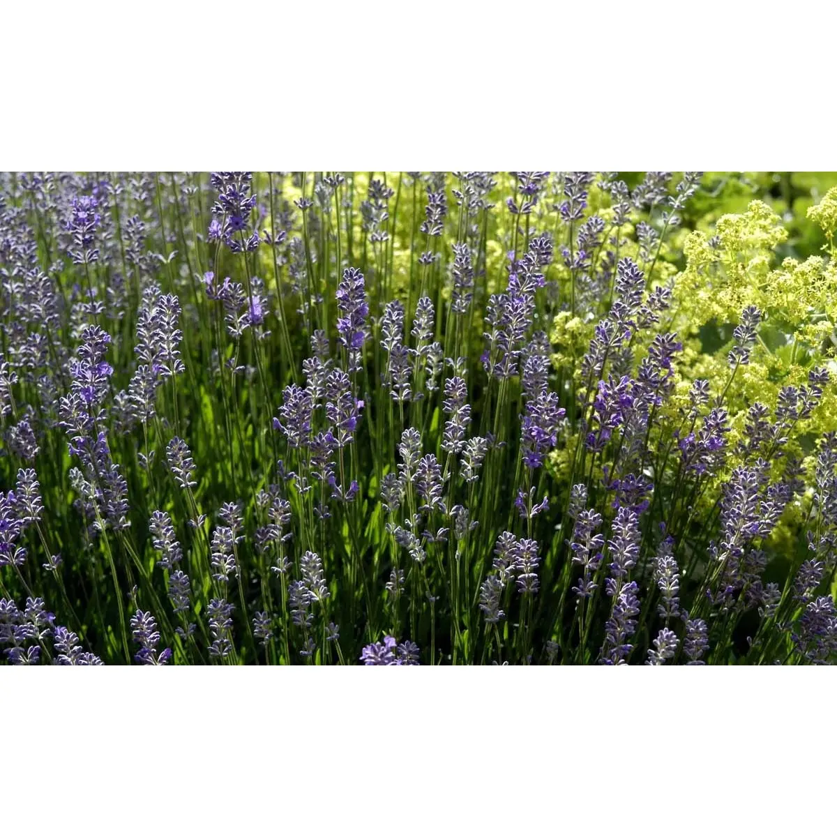 Lavendel &apos;Dwarf Blue&apos;