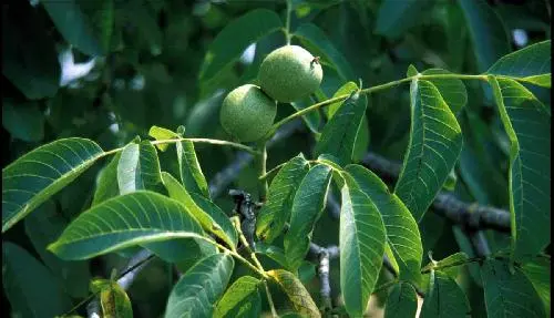 Valnød &#39;Buccaneer&#39; - Potte, A-kvalitet 160 cm.