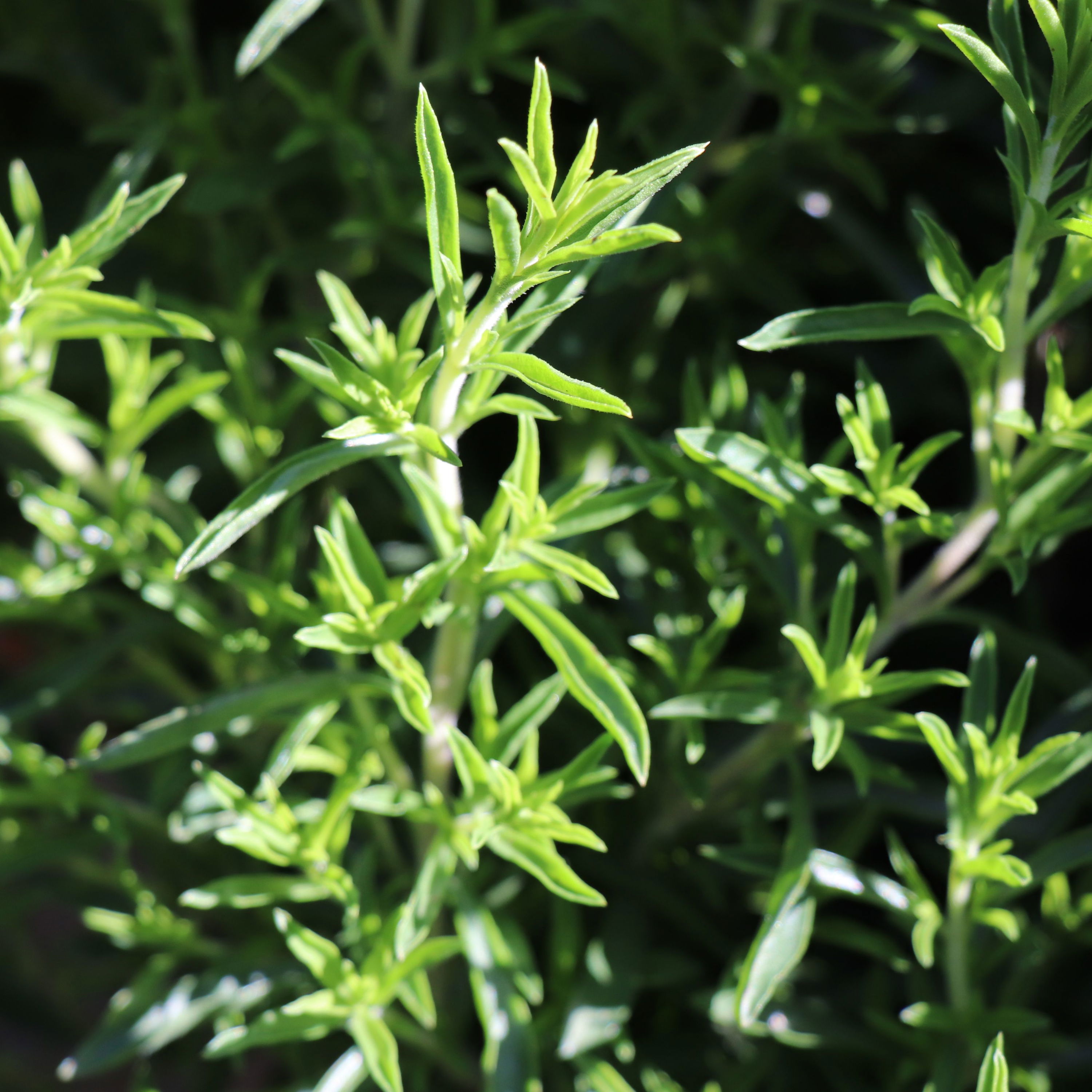 Vintersar / Peberurt