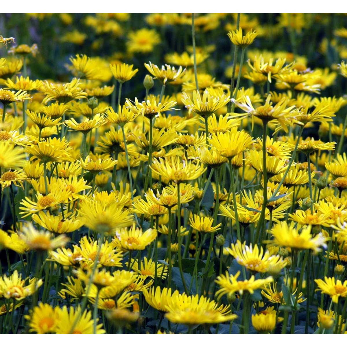 Gemserod &apos;Magnificum&apos;