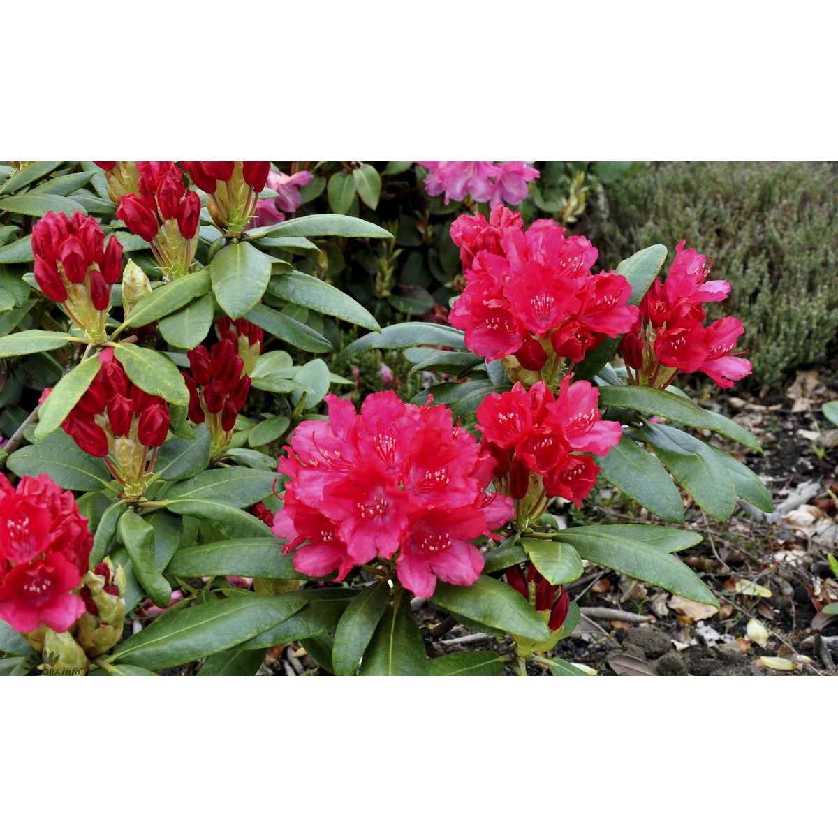 (yak.) &apos;Astrid&apos;