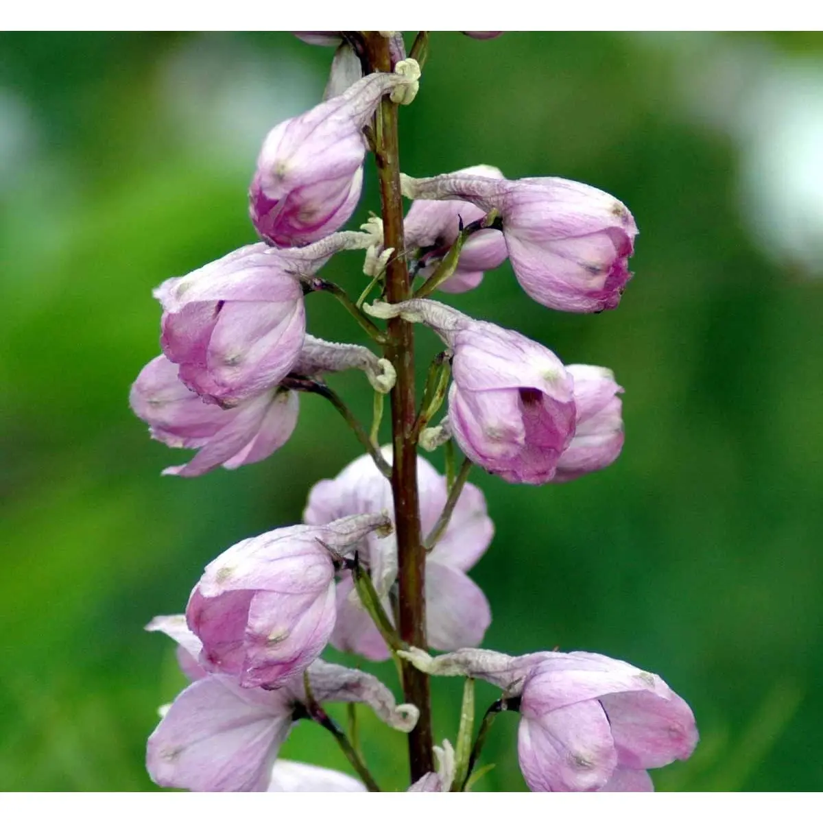 Ridderspore 'Astolat' - Potte 1 liter