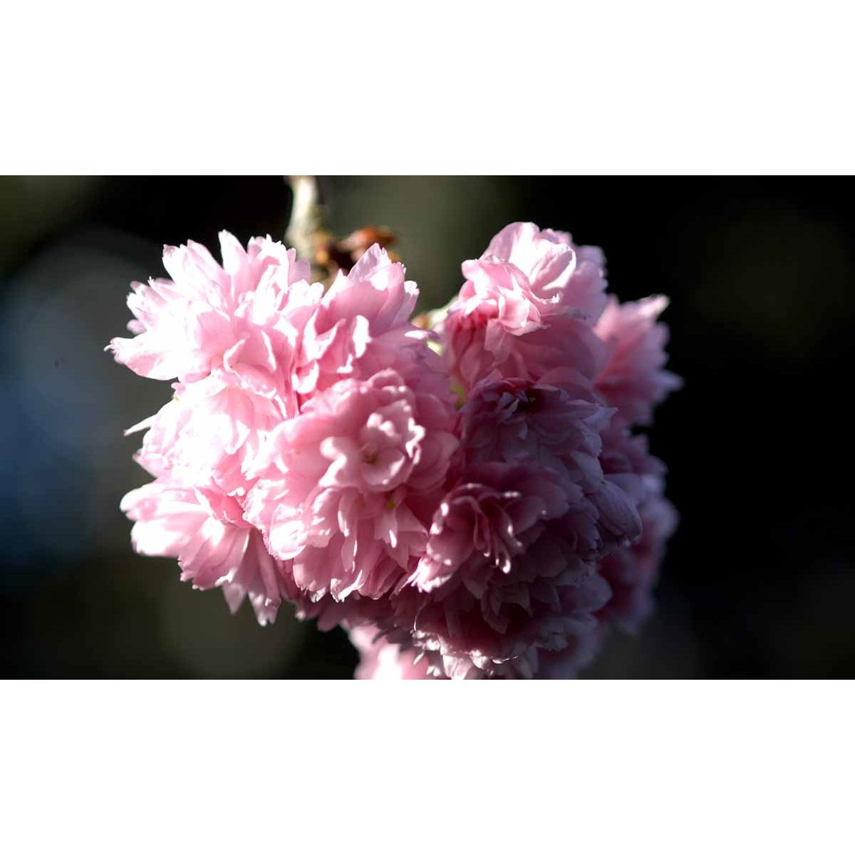 Japansk hængekirsebær