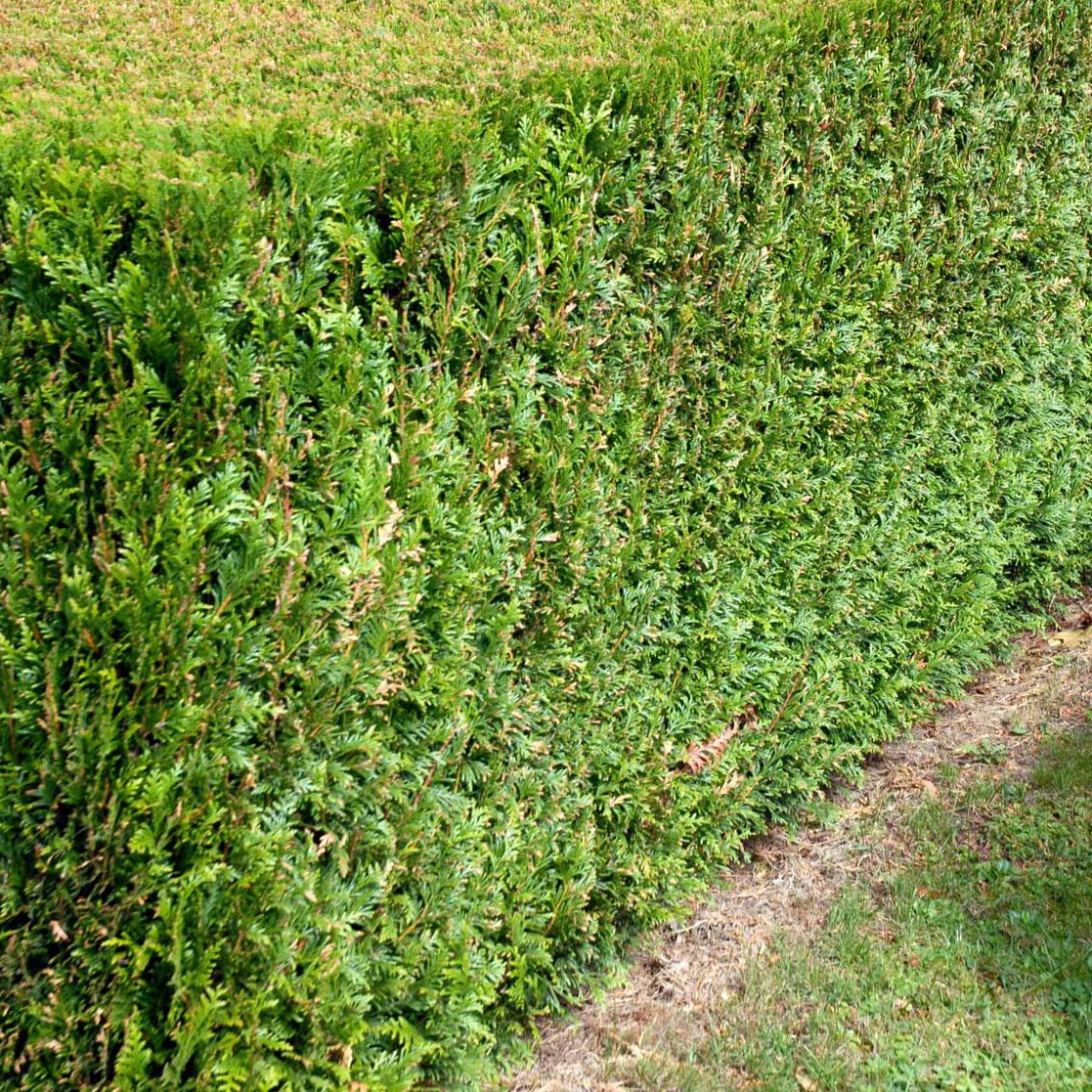 Almindelig Thuja Hæk