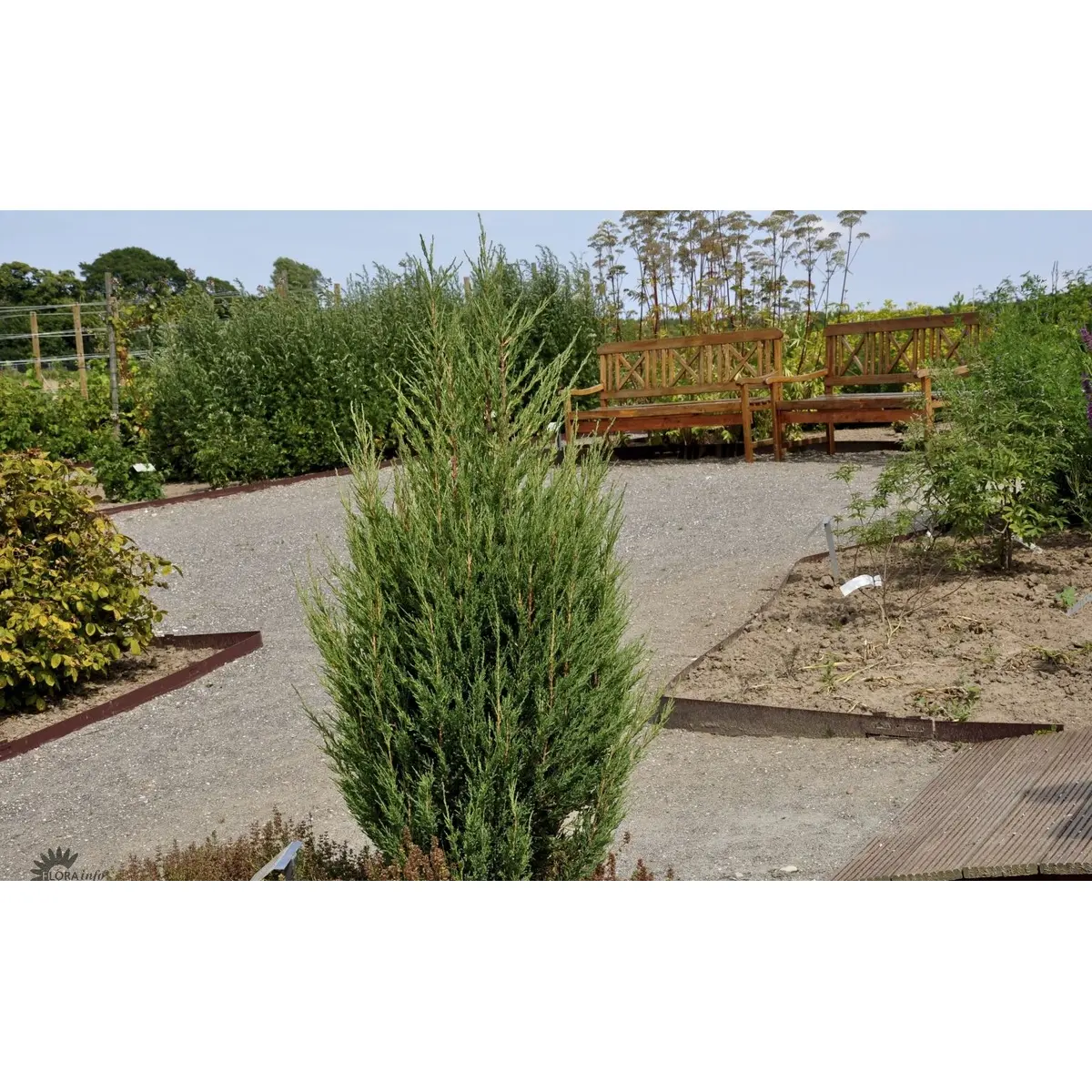 Almindelig Enebær &apos;Suecica&apos;