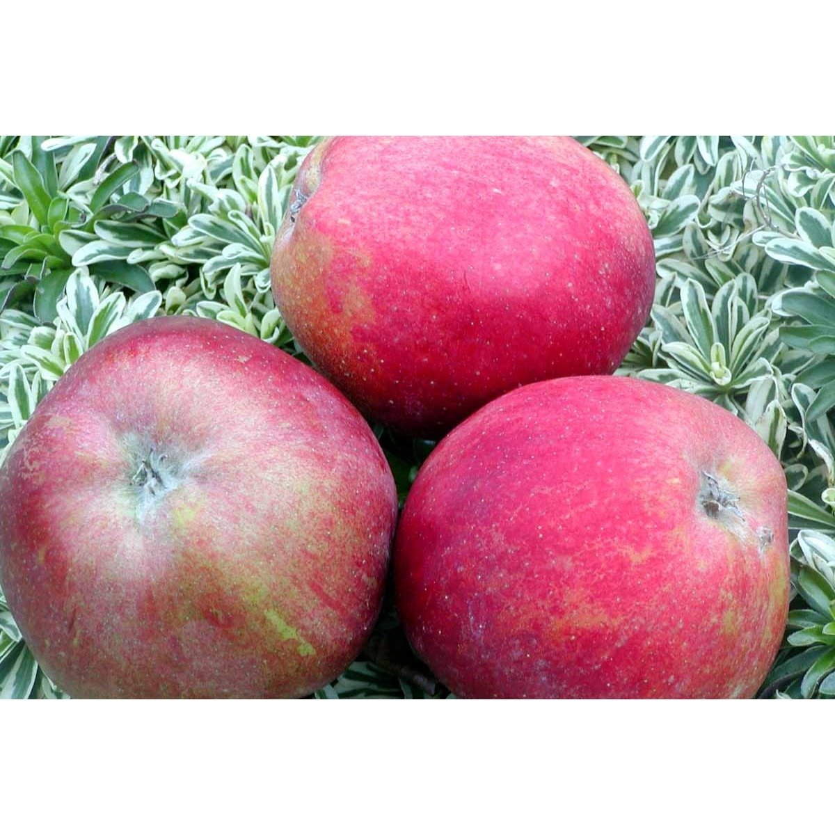 Æble &#39;Skovfoged&#39; - Potte 10 liter 150-175 cm.