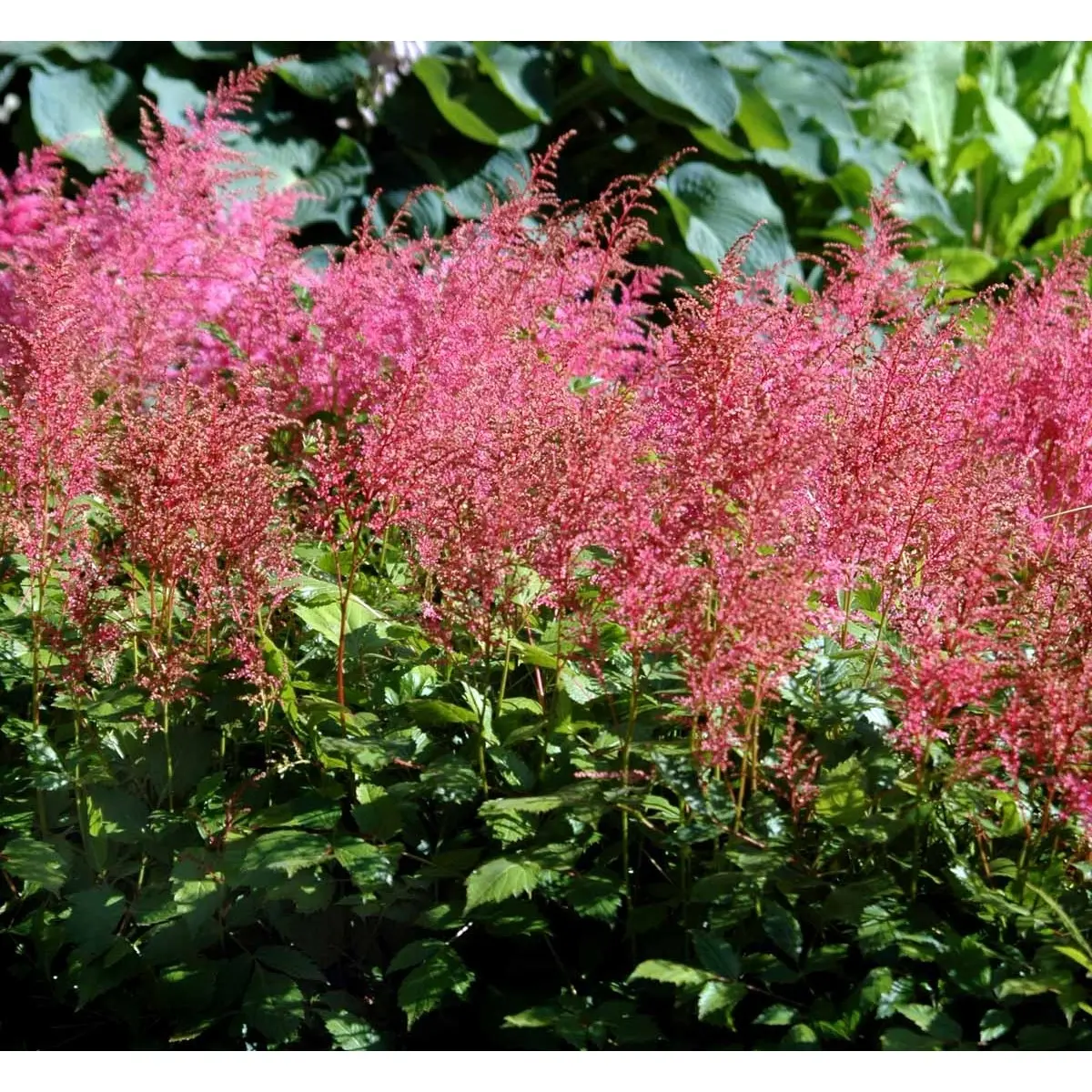 Astilbe 'Cattleya' - Potte 1 liter