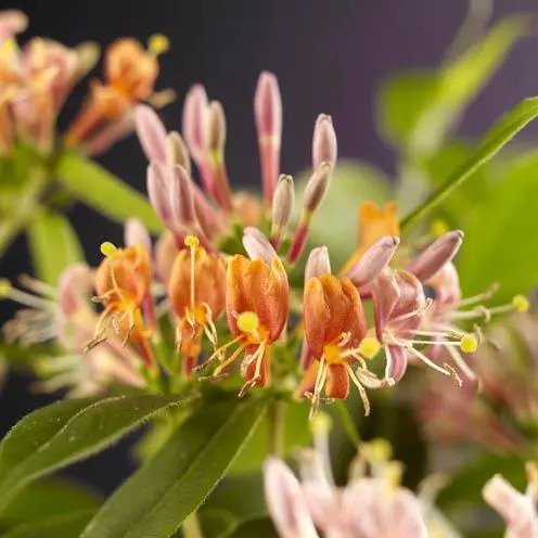 Stedsegrøn Kaprifolie