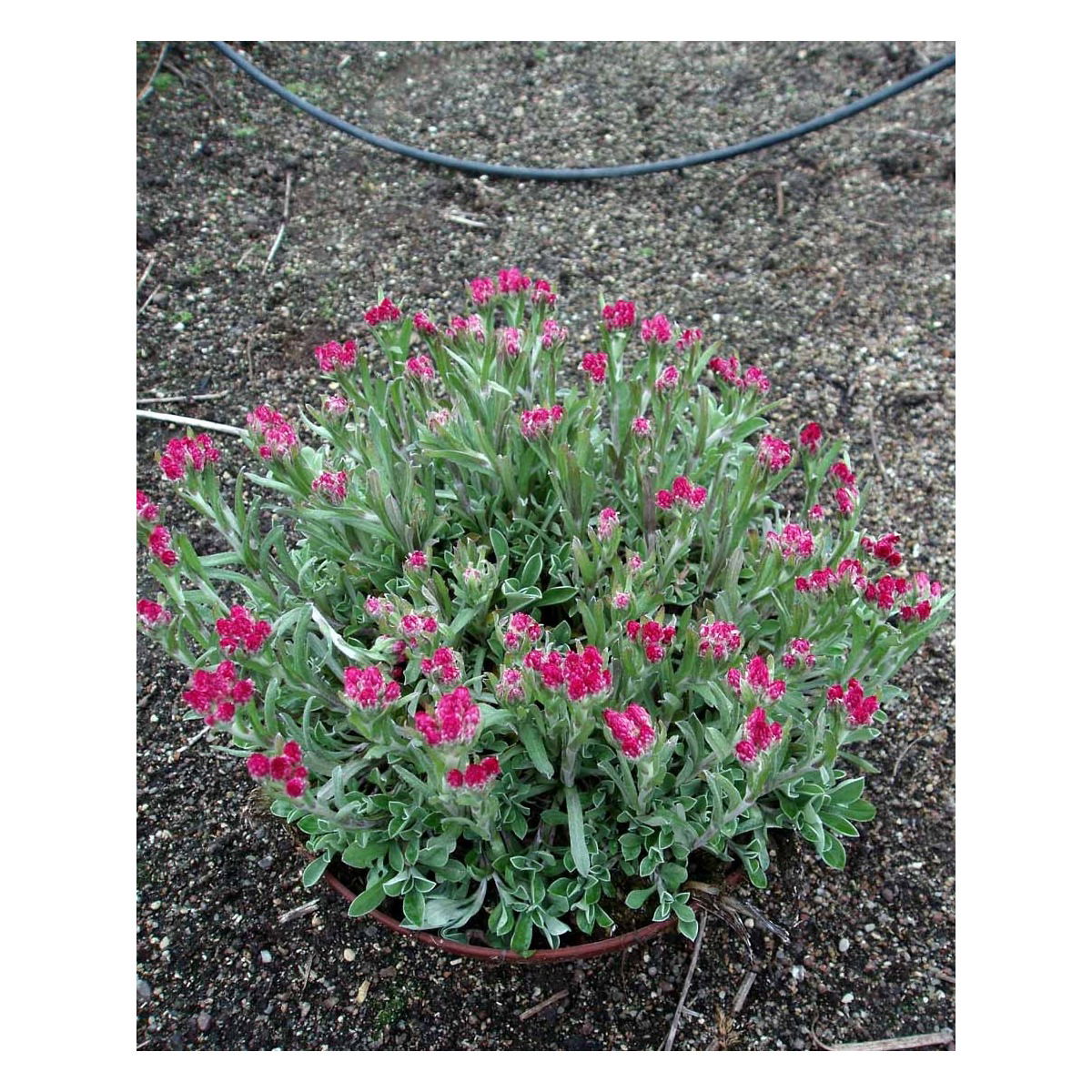 Kattefod &apos;Rubra&apos;