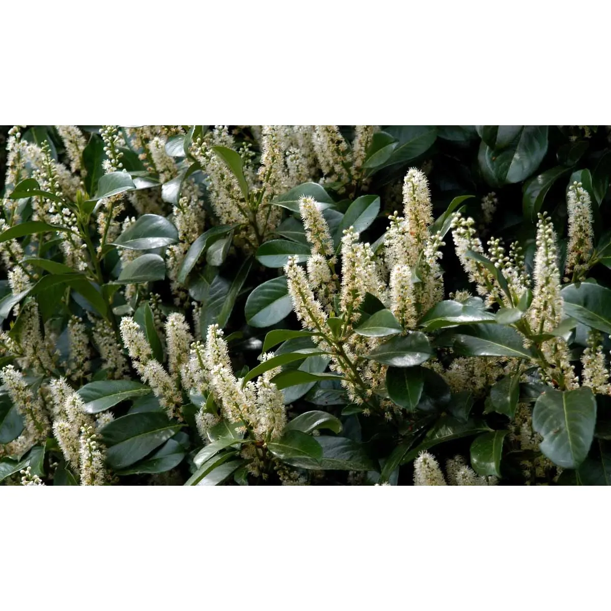 Kirsebærlaurbær &apos;Etna&apos;